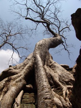 Angkor Wat tapınağındaki harabelerin üzerinde büyük ağaç kökü büyüyor.