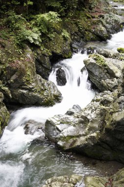Dağlık ormanda şelale 