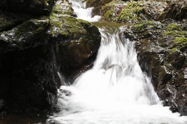 Ormanda güzel bir şelale 