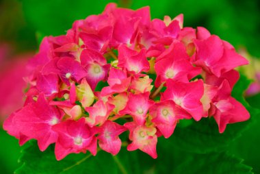 Bahçedeki pembe çiçekler