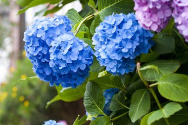 Bahçedeki ortanca macrodrangea. Güzel ortanca çiçeği