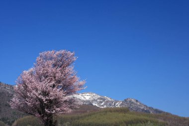 Japonya 'da kiraz çiçeği sakura 