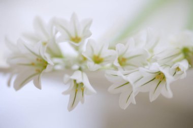 Baharda beyaz zambak