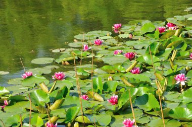 Gölette nilüfer çiçeği