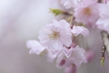 Bahçedeki güzel pembe sakura çiçeklerinin yakın çekimi. 