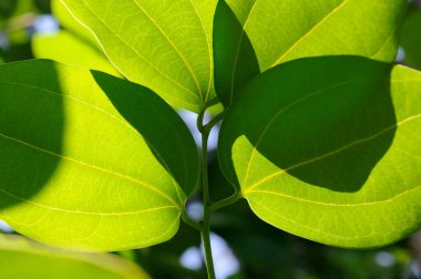 Yaz bahçesinde yeşil yapraklar