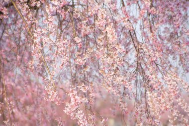 Bahçede güzel bahar çiçekleri, güzel kiraz çiçekleri                 