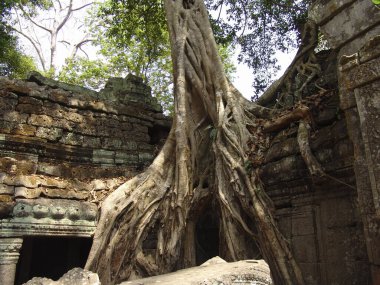 Angkor Wat tapınağındaki harabelerin üzerinde büyük ağaç kökü büyüyor.