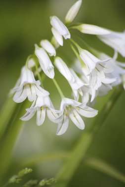 Güzel botanik fotoğrafı, doğal duvar kağıdı.