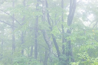 Yeşil ağaçlı sisli sonbahar ormanı