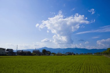 Yeşil tarla ve bulutlu mavi gökyüzü 