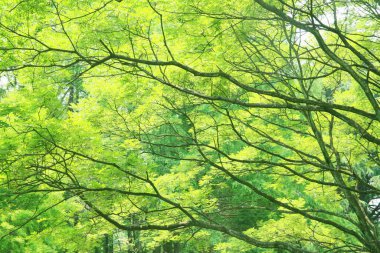 Ormanda yeşil ağaç yaprakları