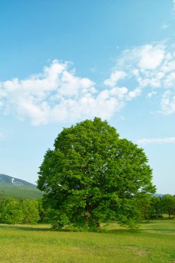 Parktaki yeşil ağaçlar.