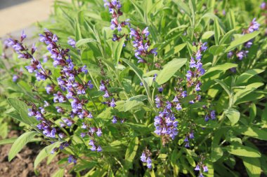 Bahçede mor çiçekler