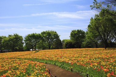 Çiçek tarlası güneşli bir günde