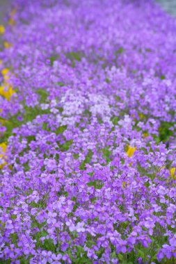 Parkta güzel bahar çiçekleri