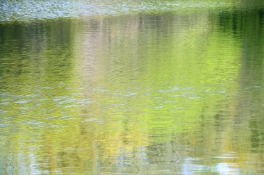 Yaz parkında yeşil göl