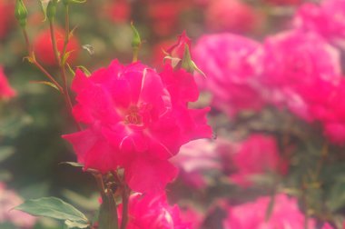 Güzel kırmızı çiçek