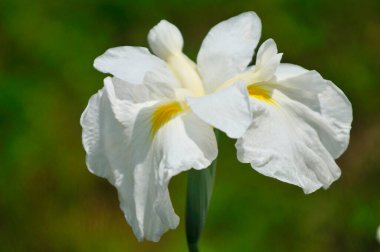 Bahçedeki güzel beyaz çiçek