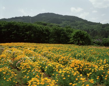 Doğanın güzel manzarası