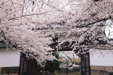 İlkbaharda kiraz çiçekleri, sakura ağaçları                