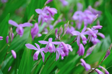 Açık havada yetişen güzel çiçeklere yakın.