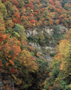 Japonya 'da sonbahar - Toji Yama