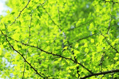 Yeşil yapraklı arka plan. Doğal arka plan. Baharda yeşil yapraklar