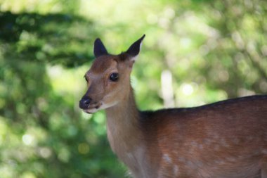 Bulanık orman arka planında güzel genç geyik