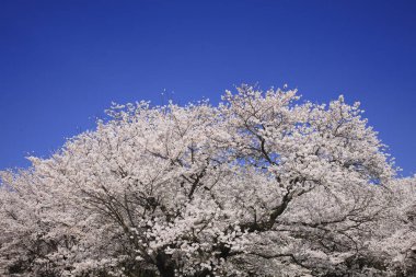 Bahar parkında mavi gökyüzüne karşı çiçek açan güzel ağaçlar.                           