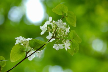 Ağaçta yeşil yapraklı beyaz çiçek
