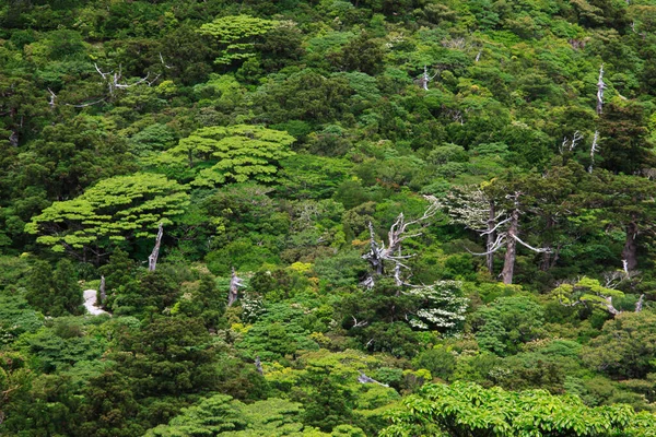 Hermosa Vista Del Árbol Bosque —  Fotos de Stock