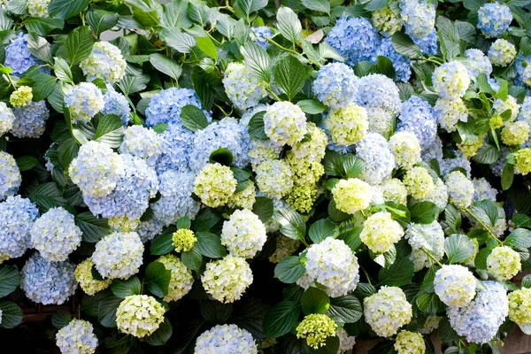 blue hydrangeas in the garden