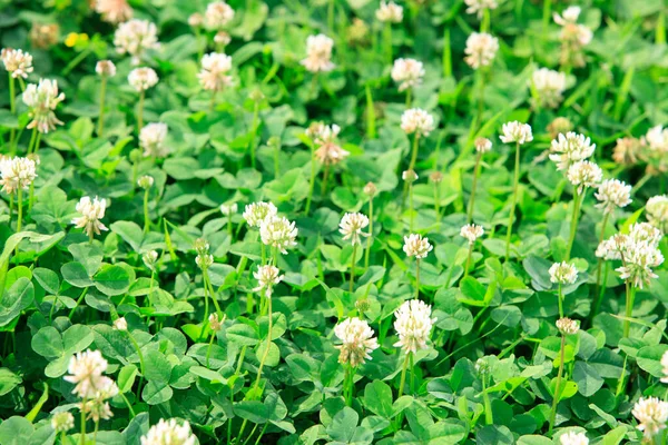 Bahar bahçesinde çiçek açan yeşil yonca