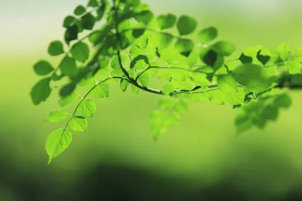 Krásné Čerstvé Zelené Listy Pozadí Flóra — Stock fotografie
