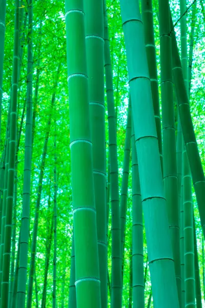美丽的绿色竹林 — 图库照片