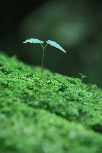 Muschio Verde Sul Pavimento Della Foresta — Foto Stock