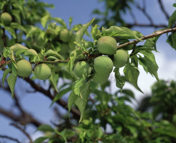 Зеленые Яблоки Дереве Саду — стоковое фото