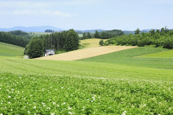 Зеленое Поле Хоккайдо — стоковое фото