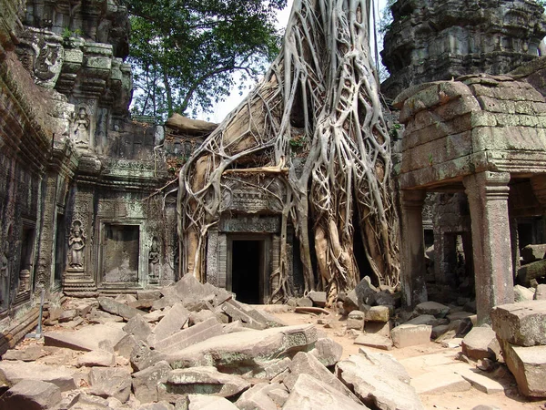Big Tree Root Growing Ruins Angkor Wat Temple — Stock Photo, Image