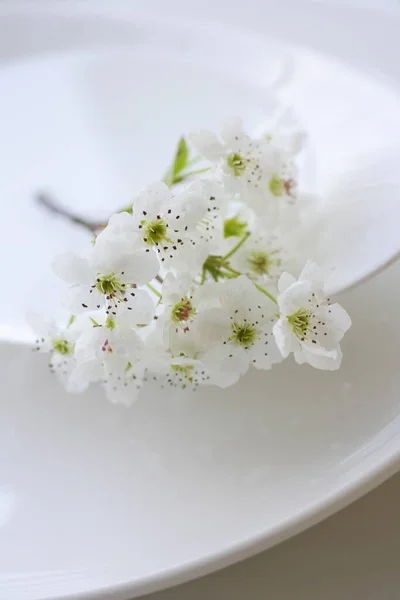Güzel Kiraz Çiçeklerinin Yakın Görüntüsü Çiçek Arka Planı — Stok fotoğraf