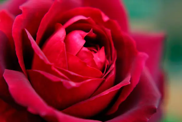 Bahçedeki Güzel Kırmızı Gül Çiçeğinin Yakın Çekim Görüntüsü — Stok fotoğraf
