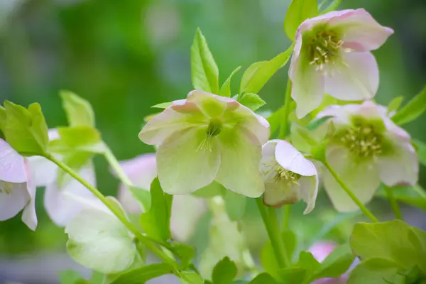 Поле Красивих Квітів Фоні Природи — стокове фото