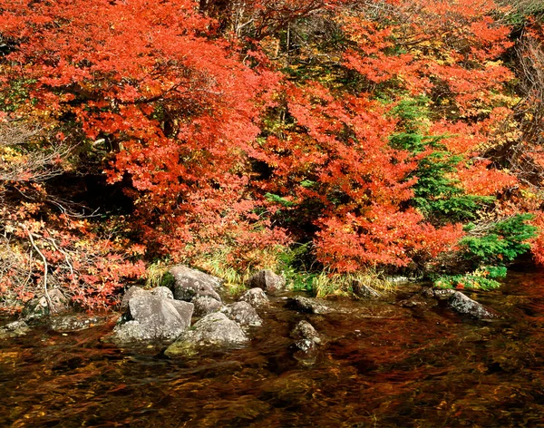 Japon bahçesinde sonbahar.