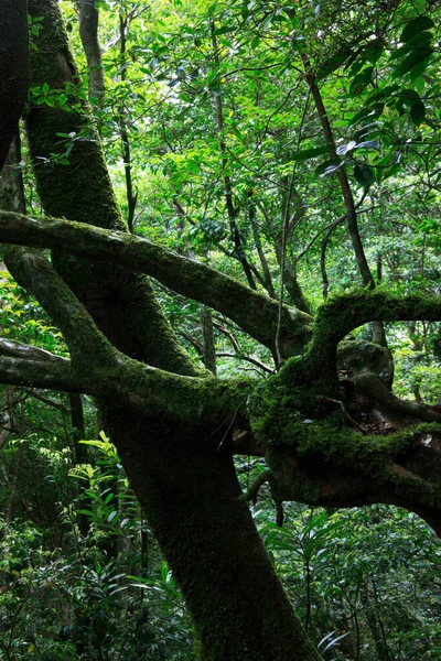 夏の森の緑の植物 昼間のビュー — ストック写真