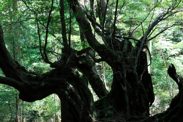 Красивый Вид Дерево Лесу — стоковое фото