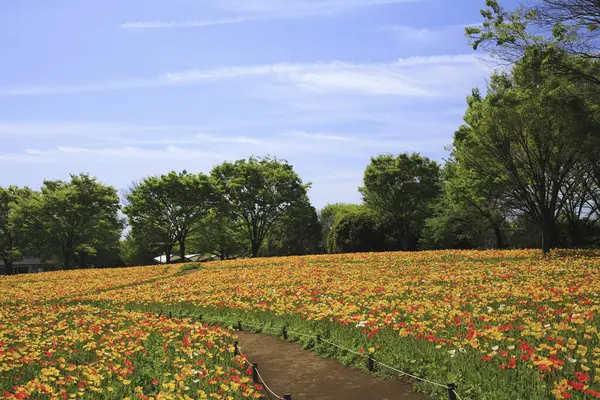 Çiçek tarlası güneşli bir günde