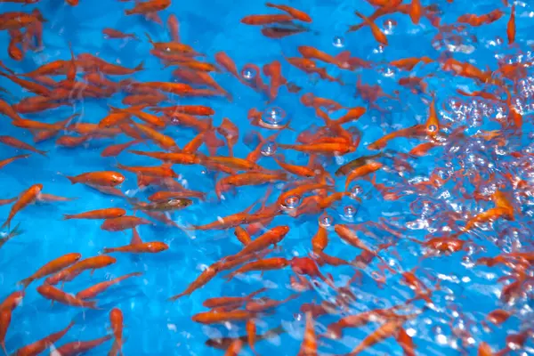 Colorful Koi Fish Pond — Stock Photo, Image