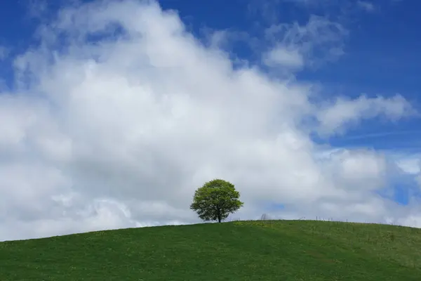 Одинокое Дерево Зеленом Лугу Высокое Качество Фото — стоковое фото