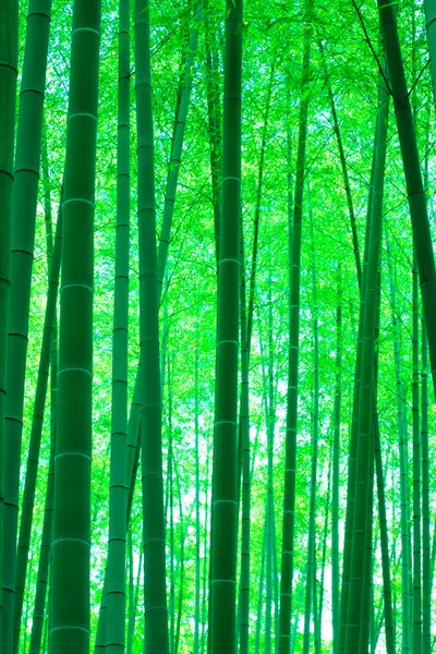 美丽的绿色竹林 — 图库照片
